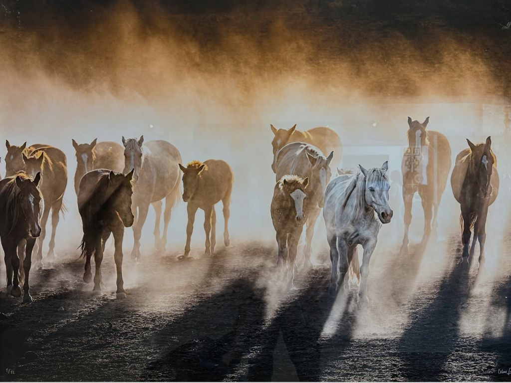 Horse